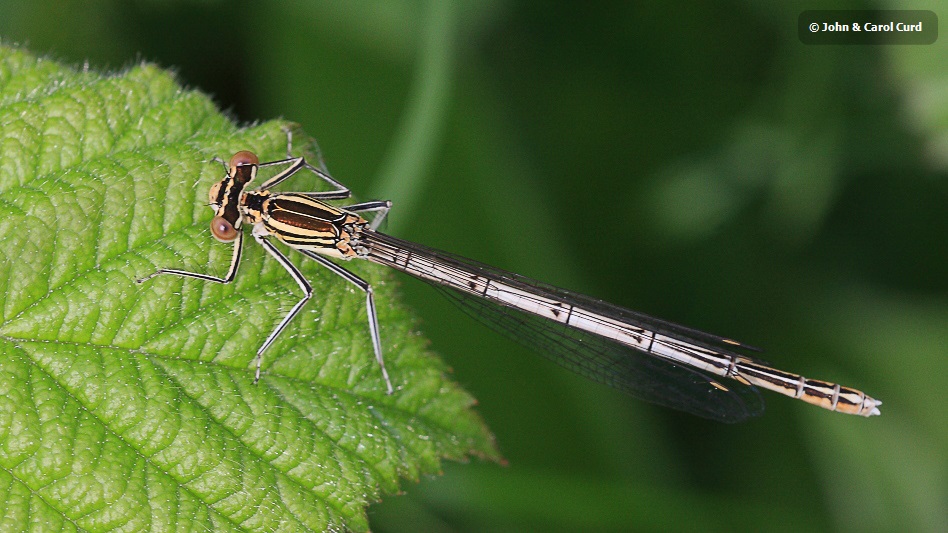 IMG_9462 Platycnemis pennipes female.JPG